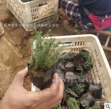 出售草花 工程擺花 宿根亞麻花 藍花亞麻