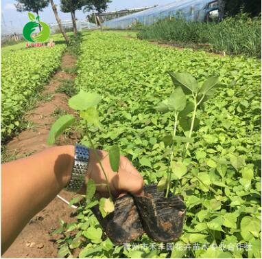青州苗木花卉 大花秋葵供應 青州出售草花