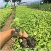 青州苗木花卉 大花秋葵供應 青州出售草花