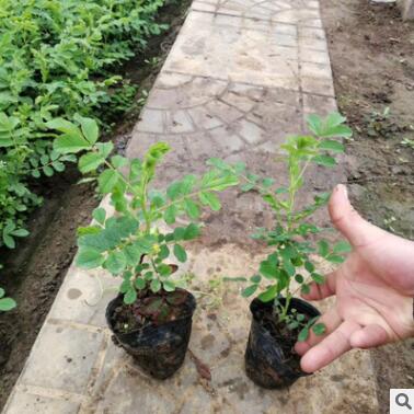 四季玫瑰苗 盆栽玫瑰 工程綠化種植四季花卉 室內(nèi)花卉