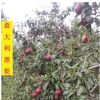 基地直發批發 果樹苗木梨樹苗 意大利黑梨梨樹苗苗木價格