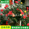 基地樹(shù)樁月季直銷 灌木樹(shù)樁藤本月季 庭院花觀景花月樹(shù)樁季花
