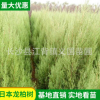 塔柏基地種植直銷 園林公路綠化苗木 四季常綠喬木塔柏龍柏樹