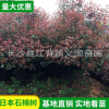 基地苗木批發紅葉石蘭 庭院綠化紅葉石楠樹 四季常青樹紅葉石楠