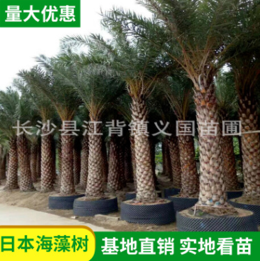 基地直銷海藻樹 風(fēng)景樹綠化行道觀賞海藻樹海棗樹 熱帶風(fēng)光樹