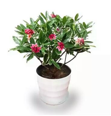 基地直銷瑞香花卉綠植盆栽去甲醛客廳觀花植物當年開花室內綠植苗