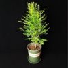 批發紅豆杉盆景樹苗室外盆栽綠植花卉凈化空氣園林綠化苗木基地