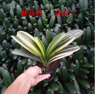 基地批發高端君絲蘭彩色君子蘭花苗觀葉物室內辦公室花卉盆栽綠植