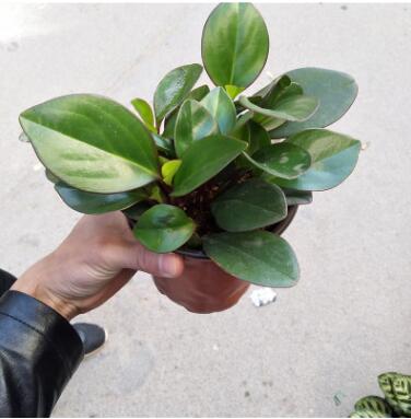 直銷青葉碧玉草花植物小盆栽基地四季常青辦公室客廳桌面小綠植