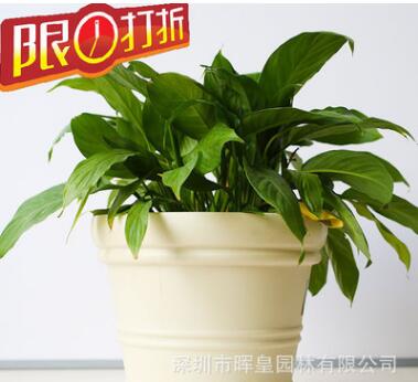 樹脂圓形特大號果蔬種菜花盆庭院戶外種植花盆園藝用品種植盆批發