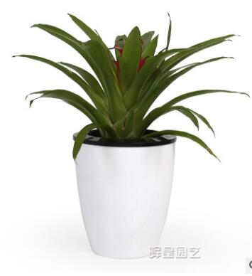 暉皇園林自動吸水懶人盆白色塑料加厚多肉盆載綠蘿水培免澆水盆