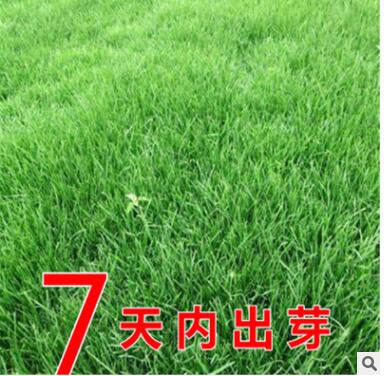 進(jìn)口耐寒牧草種子多年生黑麥草種子四季常青雞鴨鵝豬牛羊魚草種籽