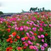 各類菊花種子2-2 草花組合種子野花組合各種菊花種子量大從優