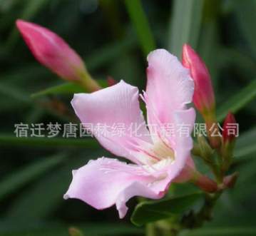 供應夾竹桃 夾竹桃樹苗 行道風景庭蔭防護濕地綠化苗木批發