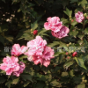 批發木槿花苗 園林綠化木槿小苗 庭院籬笆圍欄墻耐熱陰花期久