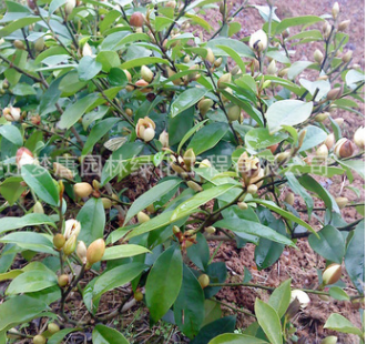 批發(fā)盆栽含笑花苗 園林綠化含笑小苗 庭院工程綠化苗木批發(fā)