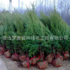 大量供應檜柏苗 蜀儈苗 綠化工程苗木批發柏樹 量大優惠