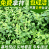 忍冬苗圃直銷忍冬苗 從生忍冬 耐寒忍冬各種色塊用苗量大優