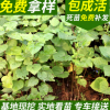 梧桐梓樹 梓樹種苗 梓樹各種規格批售 大量喬木銷售 花灌木批