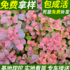 紫葉小檗批發彩色綠化小苗 紅葉小檗 紅葉小檗苗 扦插小苗紫葉