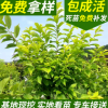 基地直銷金葉榆葉梅 出售喬木金葉榆葉梅 彩葉新品種 京桃