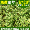 規(guī)格齊全 多季刺梅 紅刺梅小苗 紅刺梅球 批基地批發(fā)各種苗木