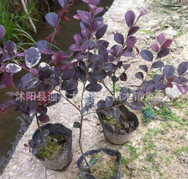 批發綠化苗木紅花檵木 彩葉盆栽紅花繼木 庭院工程綠化