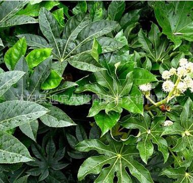 基地直銷園林綠化工程用苗 八角金盤 觀葉植物 室內盆栽 灌木