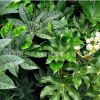 基地直銷園林綠化工程用苗 八角金盤 觀葉植物 室內盆栽 灌木
