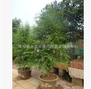 苗圃直銷優質 南天竹小苗南天竹盆栽觀葉植物