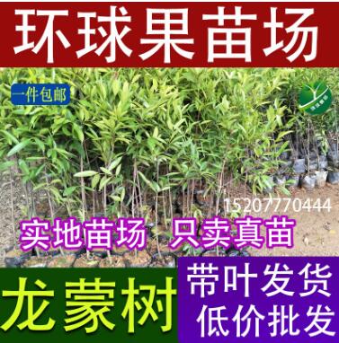 供應(yīng)龍蒙果樹苗 黏牙木 四季常綠不掉 葉嶺南山竹子樹