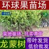供應龍蒙果樹苗 黏牙木 四季常綠不掉 葉嶺南山竹子樹