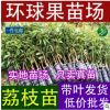 批發徑粗5-10厘米高50-80厘米荔枝高壓苗（圈枝苗）荔枝營養杯苗