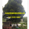 產(chǎn)地優(yōu)質(zhì) 廣西桂林桂花樹批發(fā) 量大優(yōu)惠貨源足