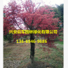 廣西紅楓樹基地 小紅楓直銷批發(fā) 紅楓價格優(yōu)惠 園林綠化風景樹