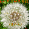 蒲公英種 花卉 多年生易 四季播花卉盆栽綠植