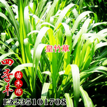 草籽 皇竹草草籽 新型黃竹草 甜象草牧草牛羊豬鼠牧草 發(fā)芽高