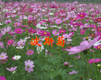 波斯菊種 波斯菊 價(jià)格批發(fā)盆栽花卉 價(jià)格優(yōu)惠 易栽培 庭院混色