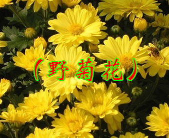 宿根花卉 花野菊 生于山坡草地野菊種 田邊路旁 承接綠化工程