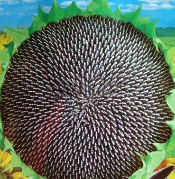 食用向日葵種子 花盤(pán)極大 四季可播易種 陽(yáng)臺(tái)盆栽 容易植物