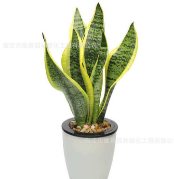 金邊虎皮蘭 吸甲醛 多肉植物防輻射室內花卉綠植 盆栽高矮虎尾蘭