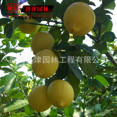 香水檸檬盆栽果樹苗/檸檬樹苗 當年結果苗檸檬苗四季結果檸檬果苗