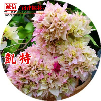 批發三角梅小苗攀援梅花 庭院觀花紅色紫色綠色植物 三角梅