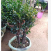 盆栽四季常青植物花木紫檀樹樁小葉紫檀木高檔盆景大型55厘米實拍