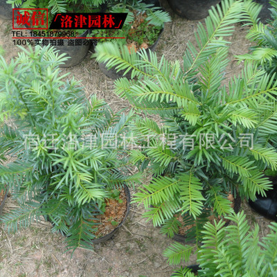 紅豆杉盆栽樹苗批發 地栽南方紅豆杉樹苗 正宗曼地亞紅豆杉 觀葉