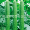 蔬菜種子 肉絲瓜種子 爬藤蔬果 家庭陽臺、庭院種植1袋10粒