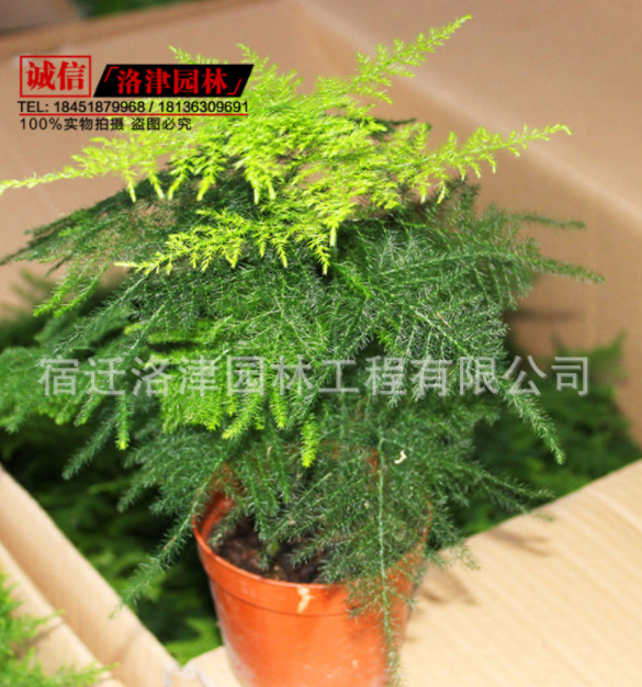 廠家直銷優質觀花植物盆栽 【九里香】盆栽 九里香 凈化空氣