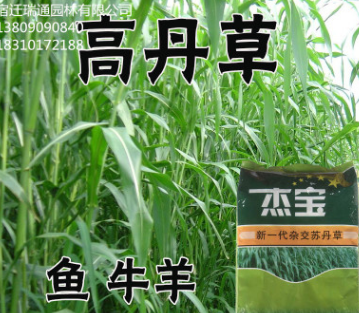 蘇丹草種子高丹草魚草籽種子喂魚豬牛羊雞鴨的草高產蘇丹草牧草籽