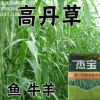 蘇丹草種子高丹草魚草籽種子喂魚豬牛羊雞鴨的草高產(chǎn)蘇丹草牧草籽