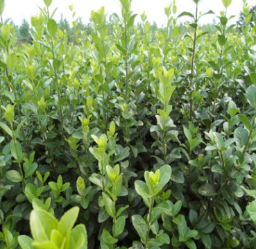 園林供應衛(wèi)矛小苗 規(guī)格全園林道路 基地工程綠化苗木量大優(yōu)惠